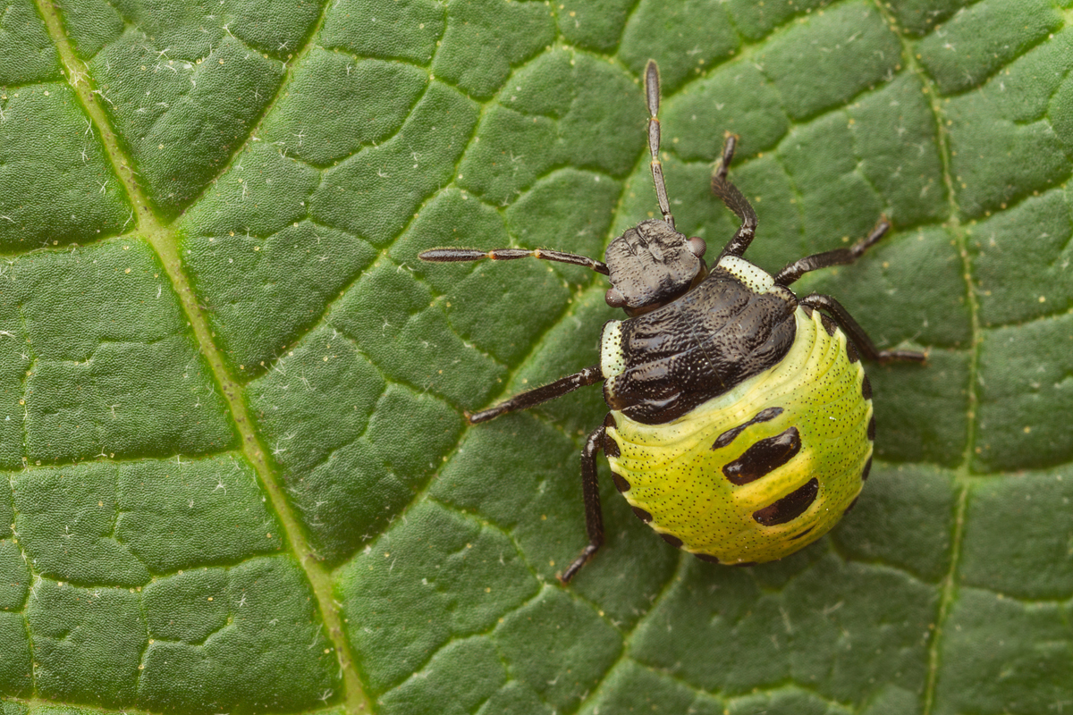 Green Shieldbug juvenile